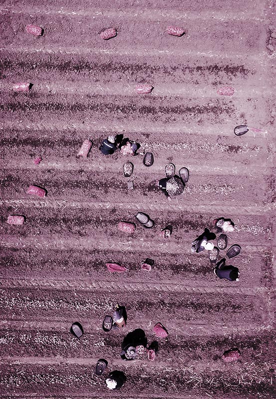 경북 경산시 영남대학교 경산캠퍼스 민속촌 앞 논에서 새마을운동을 배우러 온 박정희새마을대학원 외국인 유학생들이 벼 수확 체험을 하고 있다. 뉴시스